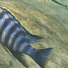 Videokonferenz der DCG-Region OWL am 11.5.21 um 19:30 – Pierdzig, Reise an den Malawisee