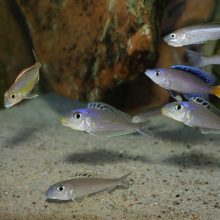 Wasseraufhärten für Ostafrika-Becken – Wasserpanscherei oder notwendig? + Mengenrechner für Aufhärt-Salze