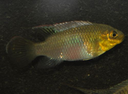 Helmut-Ciolek-P.-subocellatus Weibchen