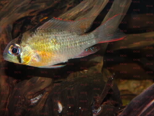 deutsche-cichliden-gesellschaft-dcg-mikrogeophagus-altispinosus-foto-jennifer-rieck